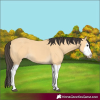 Horse Color:Buckskin Splash 