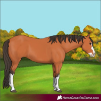 Horse Color:Bay Splash 