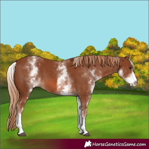 Horse Color:White Spotted Chestnut 