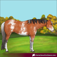 Horse Color:White Spotted Bay 