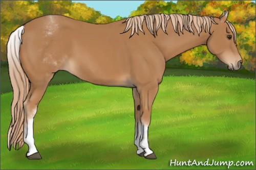 Horse Color:White Spotted Chestnut 