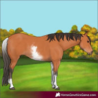 Horse Color:White Spotted Bay 