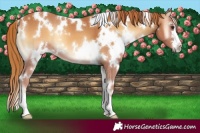 Horse Color:White Spotted Red Onyx 