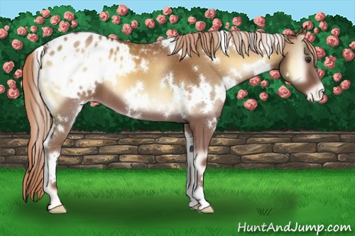 Horse Color:White Spotted Red Onyx Varnish 