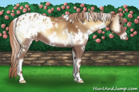 Horse Color:White Spotted Red Onyx Appaloosa