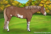Horse Color:Chestnut Splash Frame  and Chestnut Splash Frame 