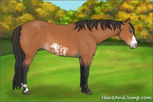 Horse Color:Bay Splash Frame  and Bay Frame 