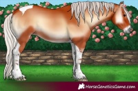 Horse Color:Silver Bay Onyx Tobiano 