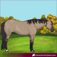 Horse Color:Liver Red Dun Rabicano 