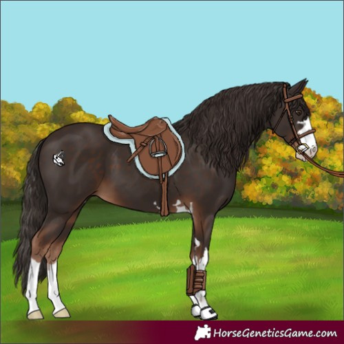 Horse Color:Liver Chestnut 