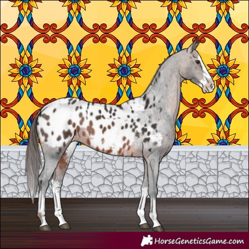 Horse Color:Liver Chestnut Sabino Splash Appaloosa  and Brown Sabino Splash Appaloosa 