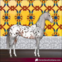 Horse Color:Liver Chestnut Sabino Splash Appaloosa  and Brown Sabino Splash Appaloosa 