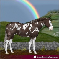 Horse Color:White Spotted Liver Chestnut Splash 