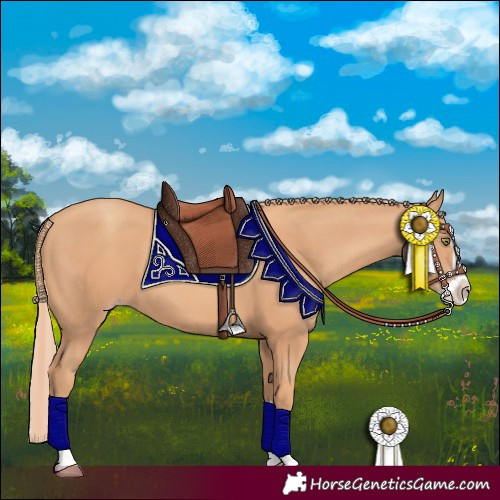 Horse Color:Gold Champagne Splash 