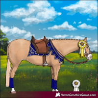 Horse Color:Gold Champagne Splash