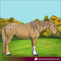 Horse Color:Chestnut Tobiano 