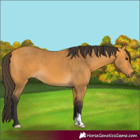 Horse Color:Buckskin 