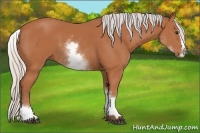 Horse Color:White Spotted Silver Bay Splash