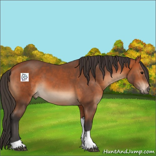 Horse Color:Bay Tobiano 