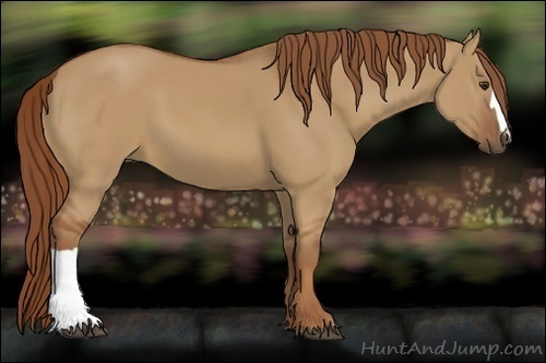Horse Color:Red Dun
