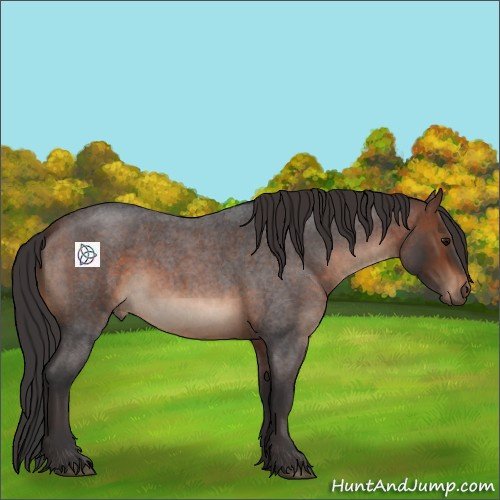 Horse Color:Brown Roan 