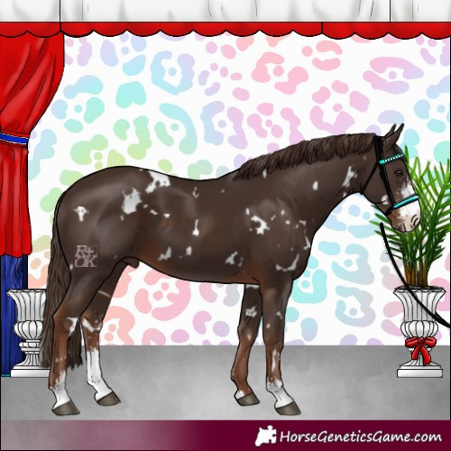 Horse Color:White Spotted Liver Chestnut Sabino 
