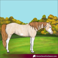 Horse Color:Red Dun Roan Splash Frame Rabicano 