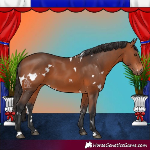 Horse Color:White Spotted Bay 