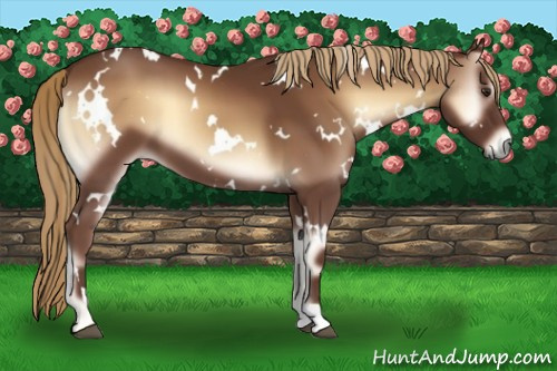 Horse Color:White Spotted Red Onyx 
