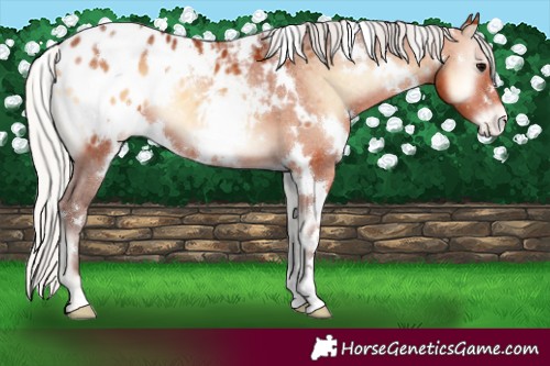 Horse Color:White Spotted Silver Bay Onyx Varnish 