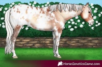 Horse Color:White Spotted Silver Bay Onyx Varnish 