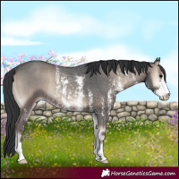 Horse Color:Blue Onyx Sabino Rabicano 