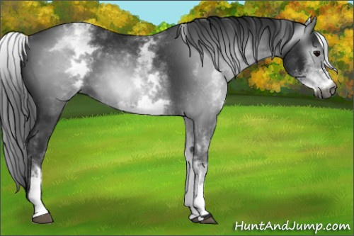 Horse Color:Gray White Spotted Black 