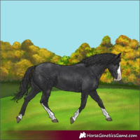 Horse Color:Black Splash Tobiano
