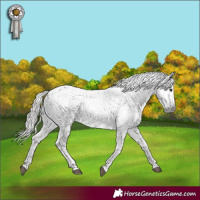 Horse Color:Gray Bay Tobiano Near Leopard 