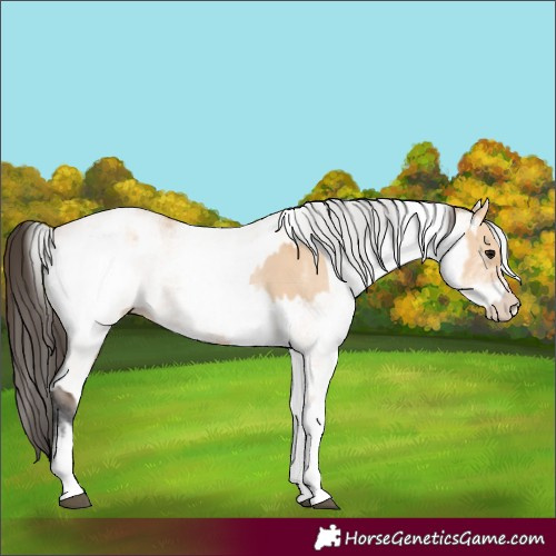 Horse Color:White Spotted Bay Dun Rabicano  and White Spotted Bay Dun Rabicano 