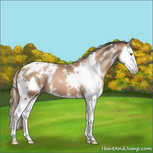 Horse Color:White Spotted Liver Chestnut Pearl Splash Appaloosa 