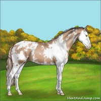 Horse Color:White Spotted Liver Chestnut Pearl Splash Appaloosa 