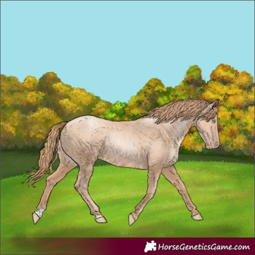 Horse Color:Gold Champagne Pearl Rabicano  and Gold Champagne Pearl Rabicano 