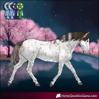 Horse Color:White Spotted Bay Sabino 