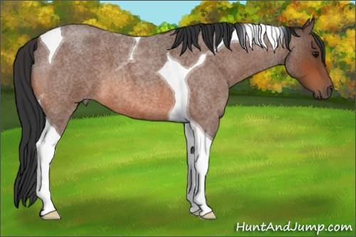 Horse Color:Bay Roan Tobiano 