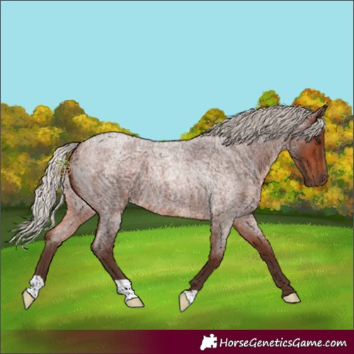 Horse Color:Silver Brown Roan 