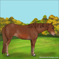 Horse Color:Chestnut Rabicano 