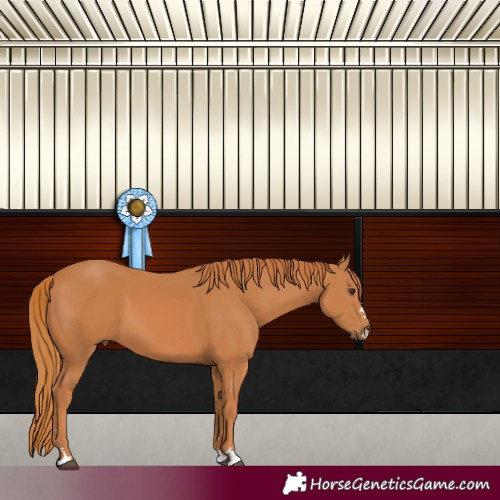 Horse Color:Chestnut 