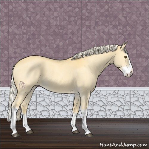 Horse Color:Palomino Dun Splash 