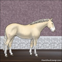 Horse Color:Palomino Dun Splash