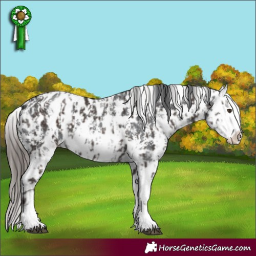 Horse Color:Liver Chestnut Sabino Splash Near Leopard and Black Sabino Splash Near Leopard
