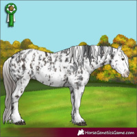Horse Color:Liver Chestnut Sabino Splash Near Leopard  and Black Sabino Splash Near Leopard 