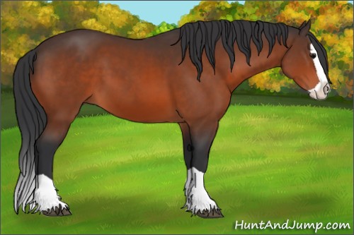 Horse Color:Bay Splash 
