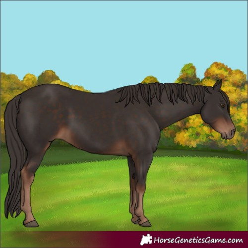 Horse Color:Liver Chestnut 